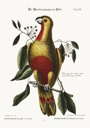 Le Perroquet du Paradis de Cuba, 1749-73